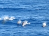 dolphins.jpg
